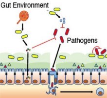 HYPERMAG pathogens 220x200