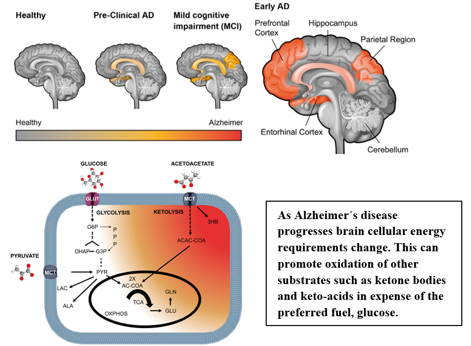 Brain metabolism