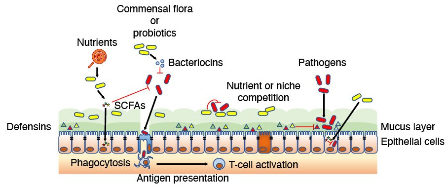 HYPERMAG pathogens
